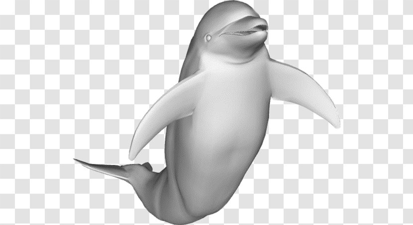 Common Bottlenose Dolphin 3D Modeling Computer Graphics Animation - Fbx Transparent PNG