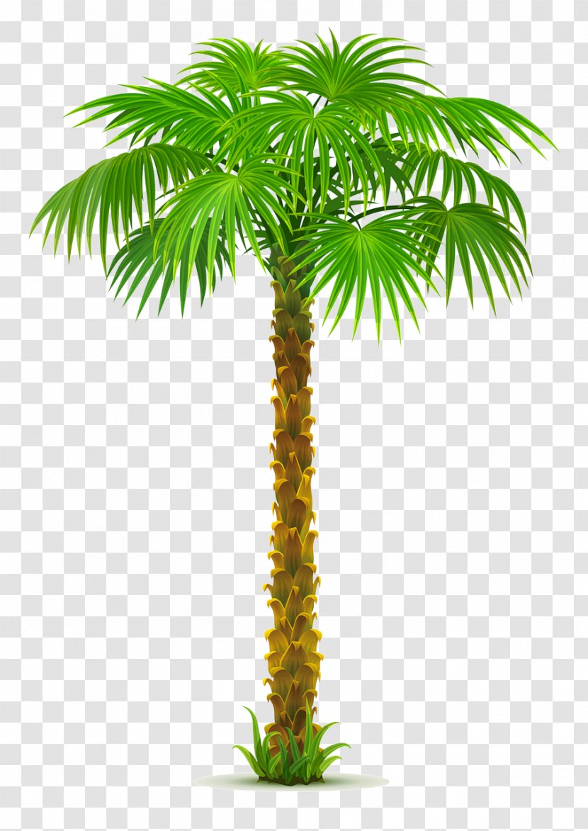 Clip Art Palm Trees Vector Graphics Illustration - Tree - Summer Berries Transparent PNG