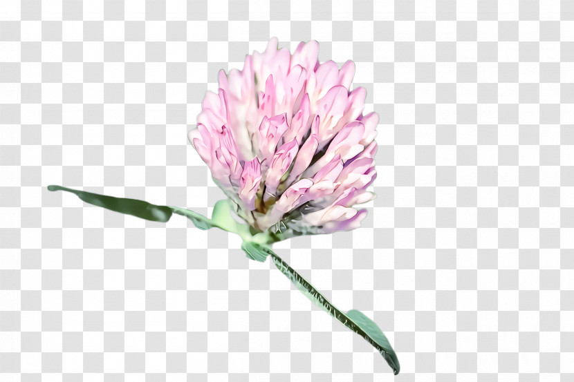 Flower Red Clover Plant Zigzag Clover Pink Transparent PNG