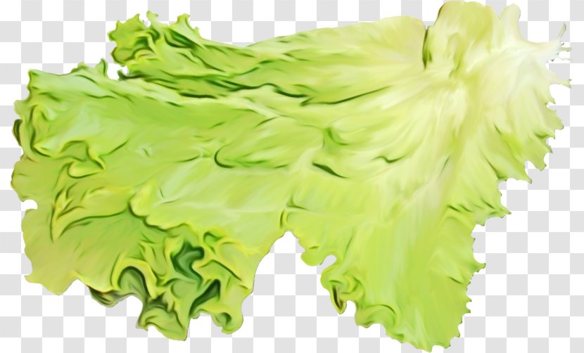 Green Lettuce Leaf Vegetable Plant - Food - Iceburg Transparent PNG