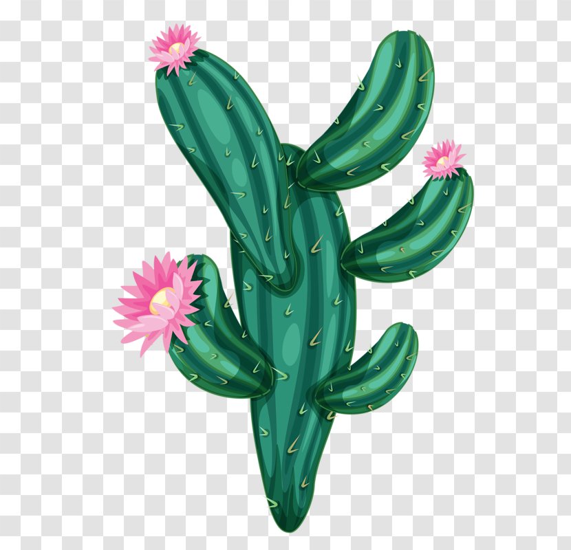 Cactaceae Drawing - Hand-painted Flowers Cactus Transparent PNG