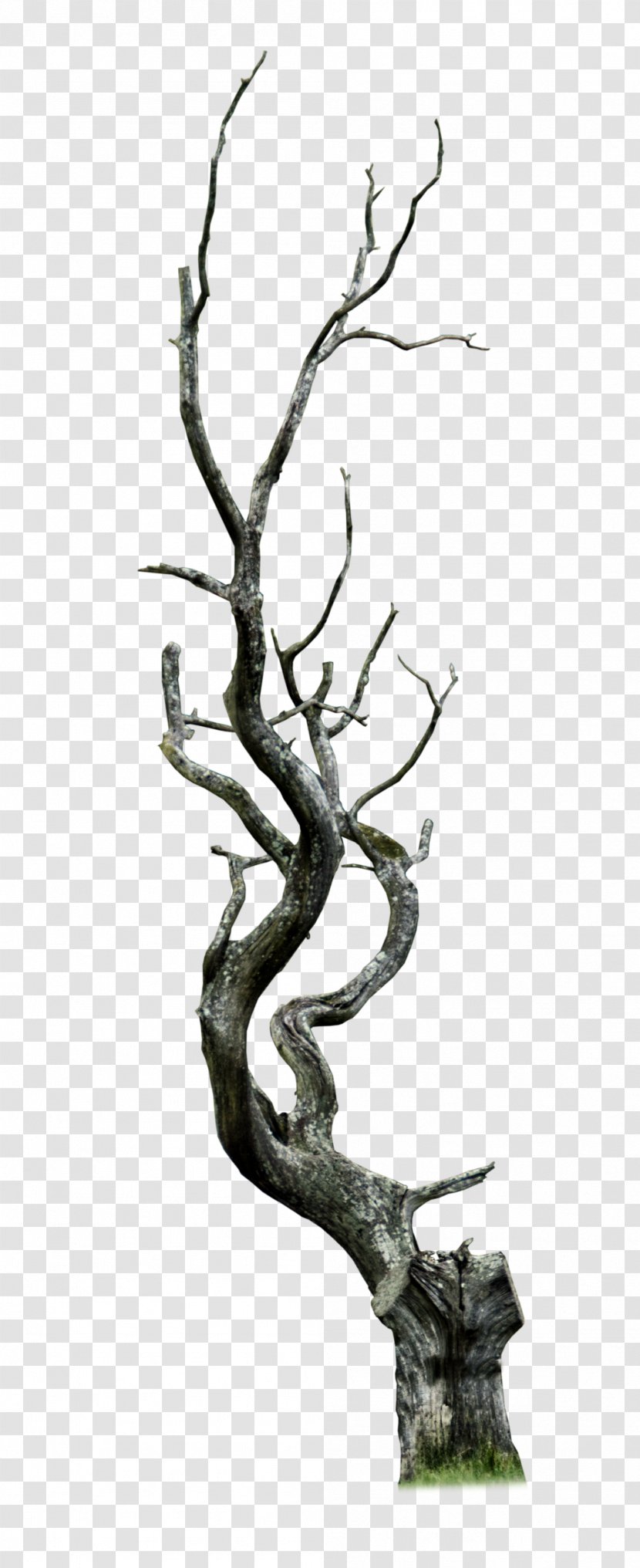 Tree Snag Branch Clip Art - Woodland - Dead Transparent PNG