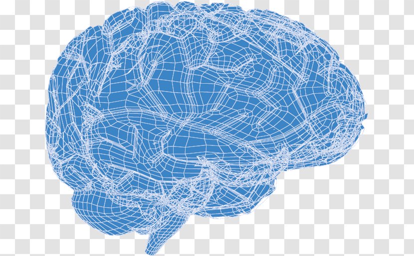 Human Brain Euclidean Vector - Silhouette - 3d Transparent PNG
