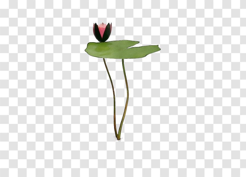 Flower Plant Leaf Stem Pedicel - Water Lily - Petal Transparent PNG
