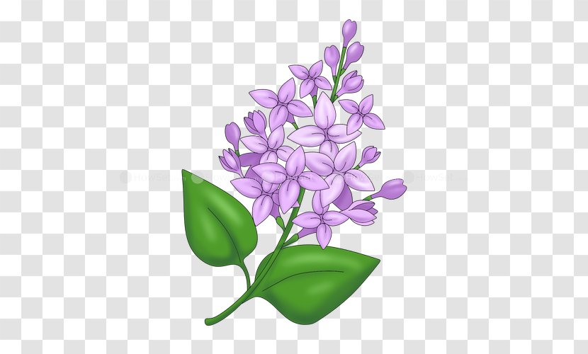 Drawing Caricature Lilac Lavender - Purple - Flower Transparent PNG