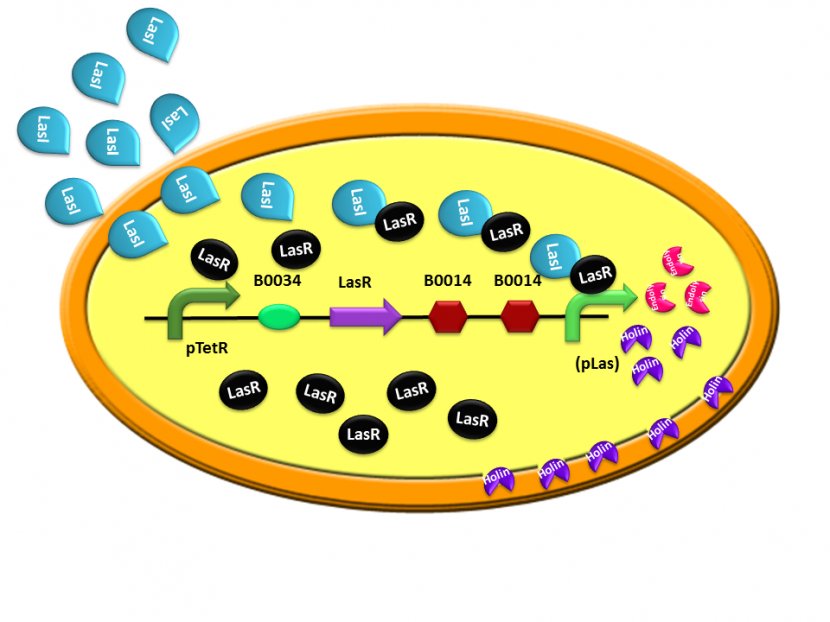 Bacteria International Genetically Engineered Machine Lysin Clip Art - Galactose1phosphate Uridylyltransferase - E Coli Cartoon Transparent PNG
