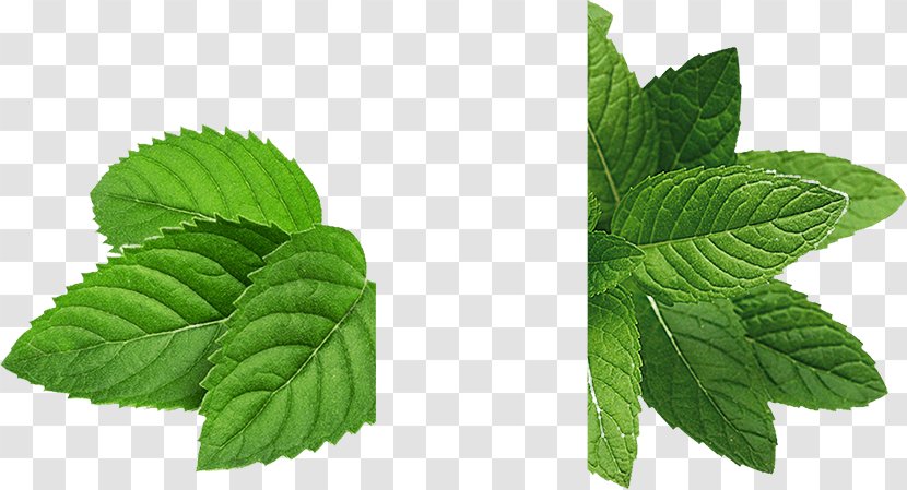 Peppermint Mojito Electronic Cigarette Aerosol And Liquid Menthol Flavor - Mint Leaves Image Transparent PNG