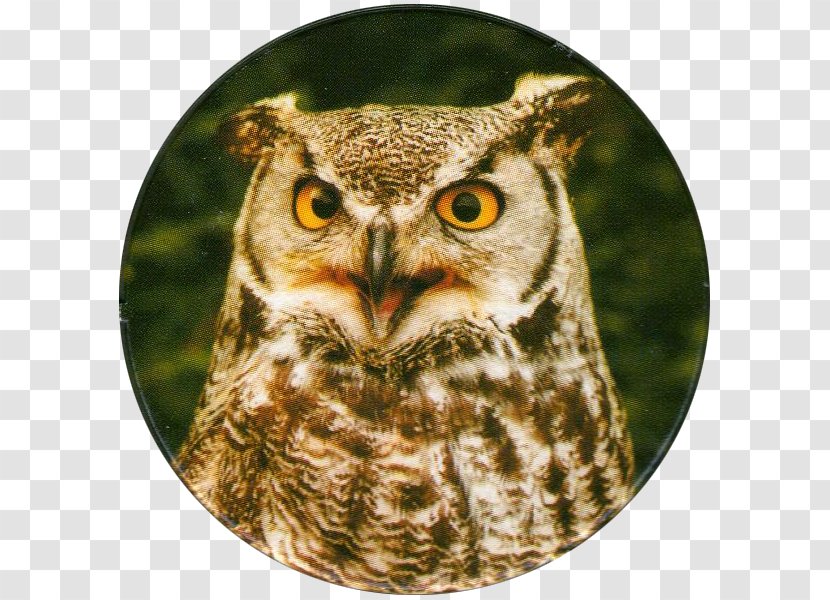 Great Horned Owl Bird Of Prey Barn - Longeared Transparent PNG