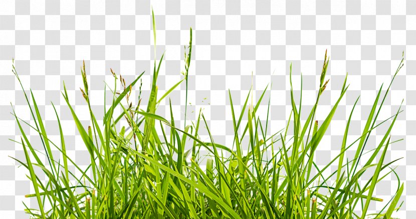 Weed IStock Lawn European Union Preemergent Herbicide - Forage - Plant Transparent PNG