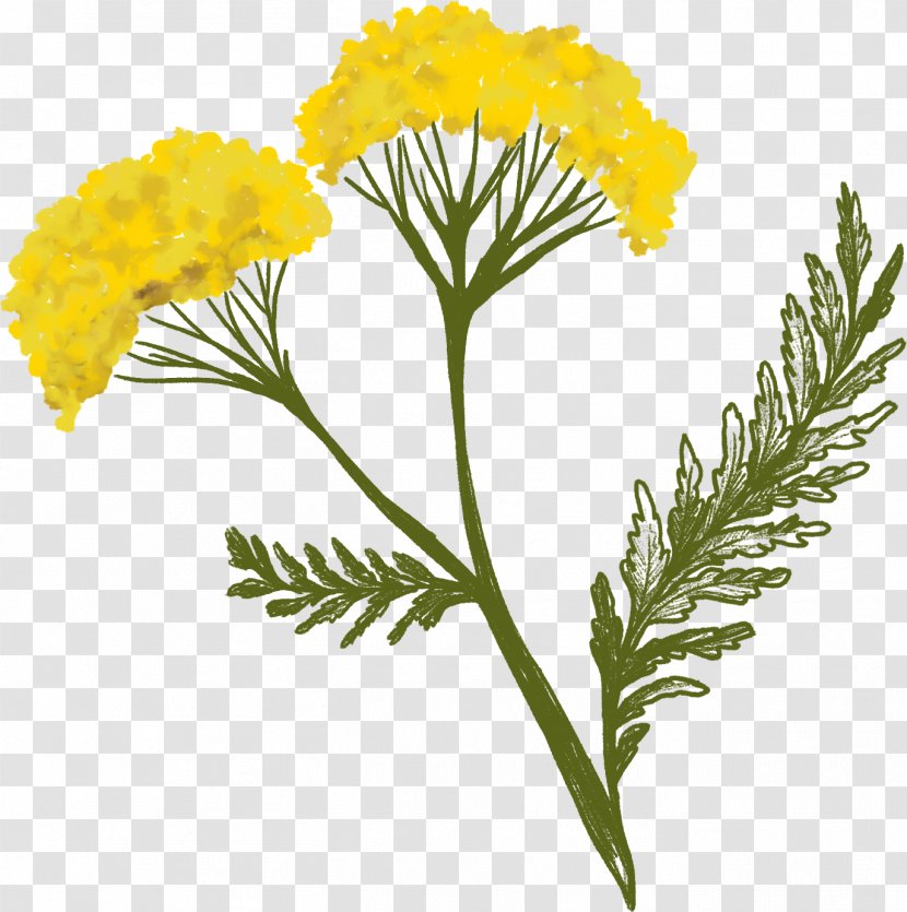 Medicine Cartoon - Diploma - Perennial Plant Tansy Transparent PNG