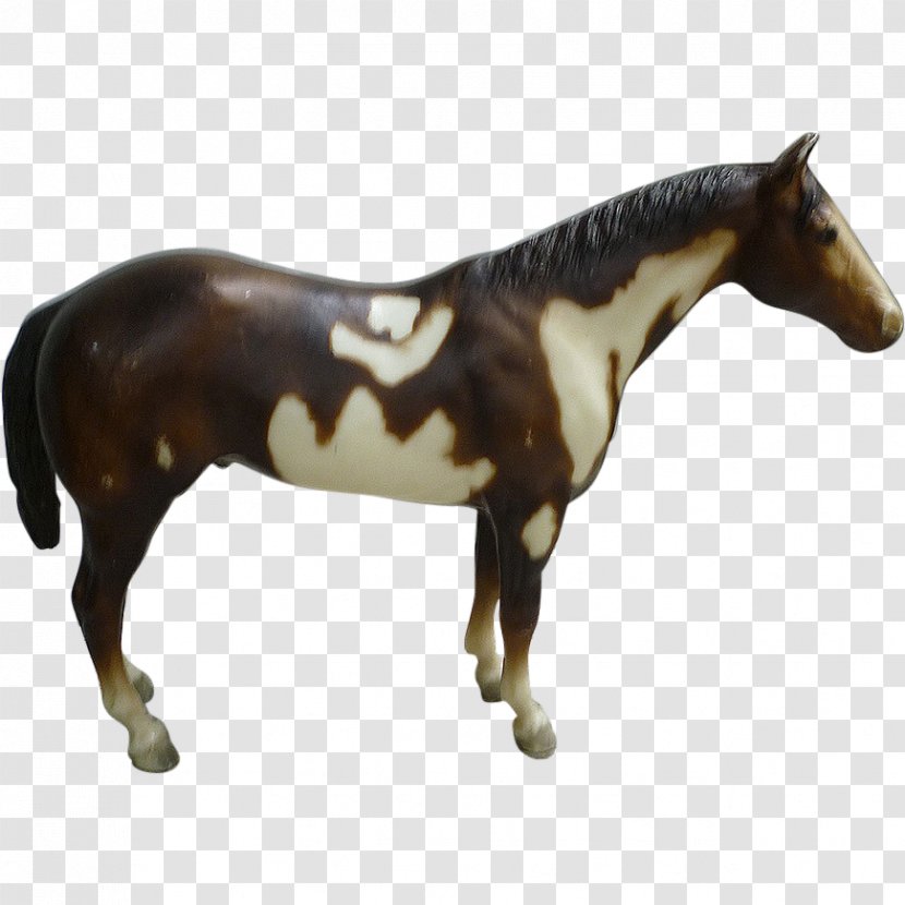 Mustang American Paint Horse Stallion Mare Grullo - Livestock Transparent PNG