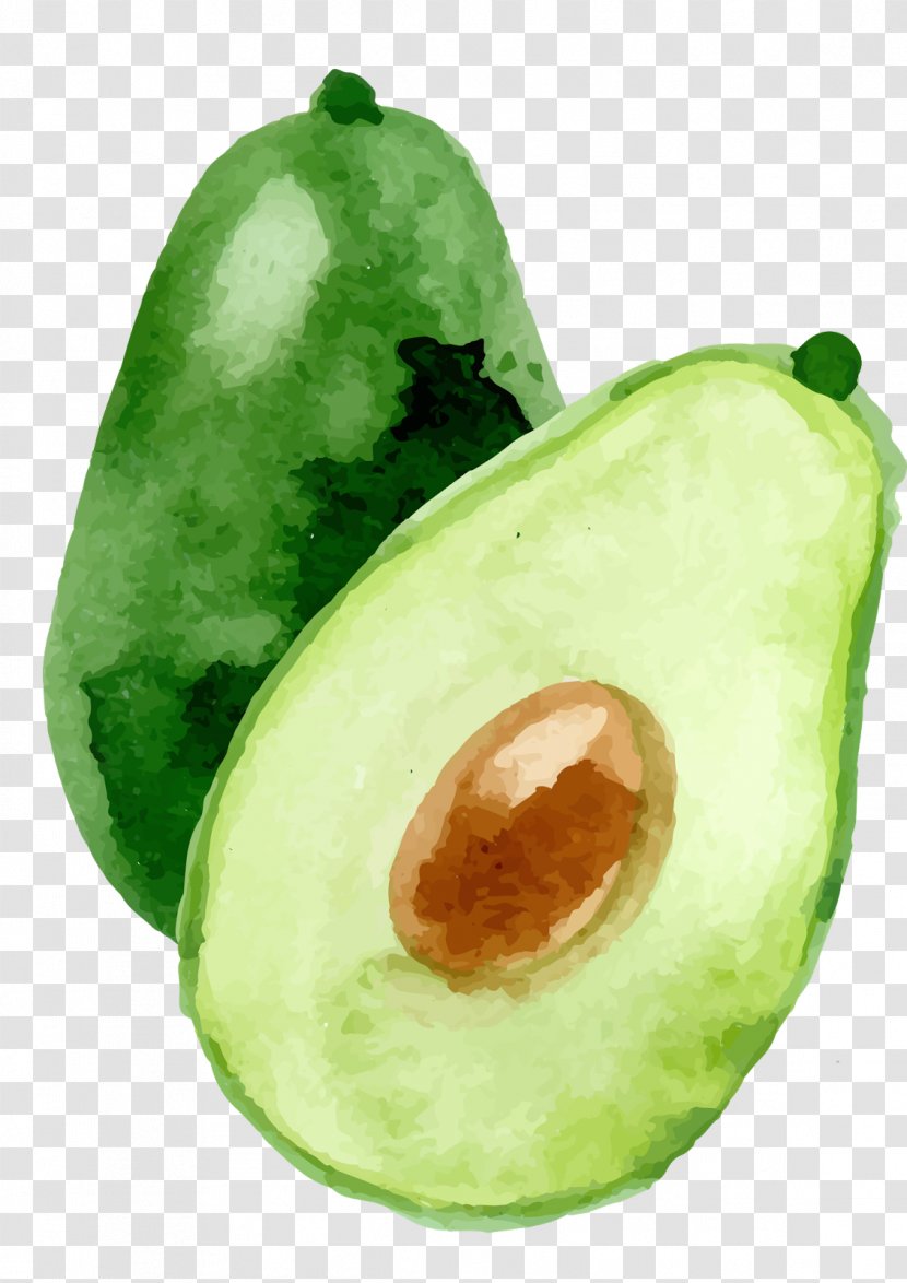 Avocado Watercolor Painting - Frame - Dumpling Transparent PNG