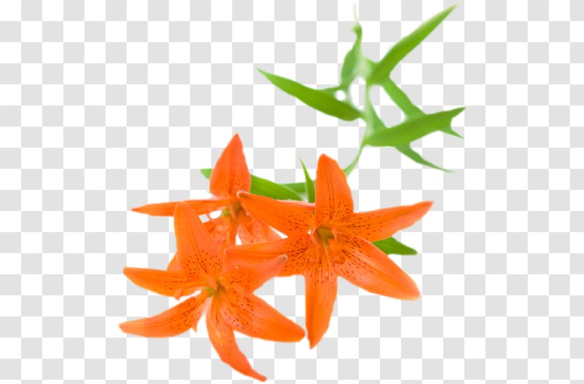 Stock Photography Flower Orange Lily Transparent PNG