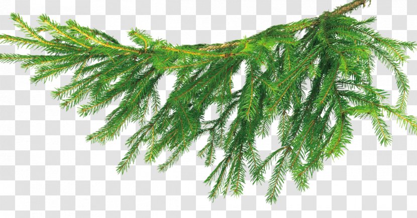 Christmas Tree Бычиха Branch - Pine Transparent PNG