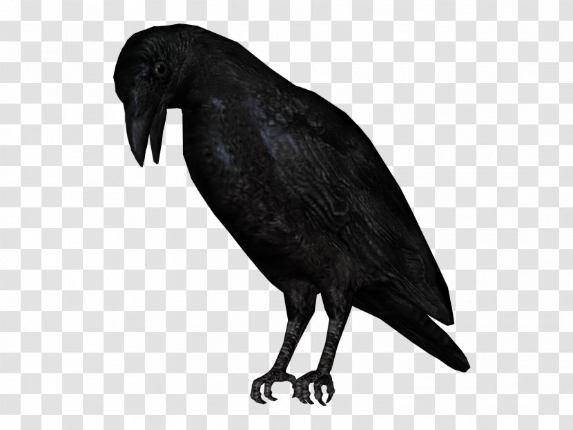 Bird American Crow Clip Art - Beak Transparent PNG