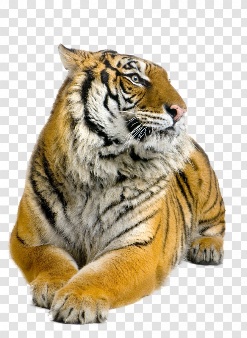 Siberian Tiger Bengal Sumatran Felidae Stock Photography - Rest Transparent PNG