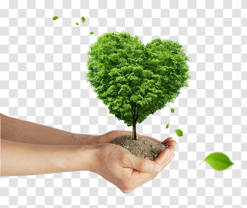 Tree Poster Wallpaper - Sustainable Development - Beautiful Green Hands Giving Transparent PNG