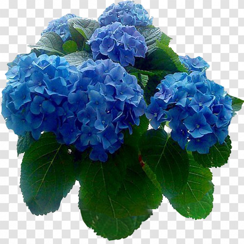 Hydrangea Houseplant Vladivostok Cut Flowers - Sky Blue - Plant Transparent PNG