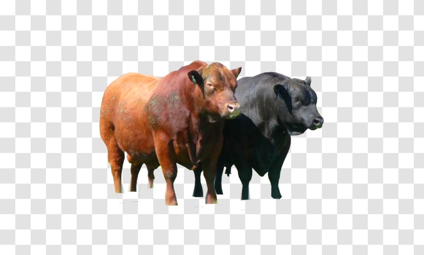 Angus Cattle Bull Red Calf Ox - Cow Goat Family Transparent PNG