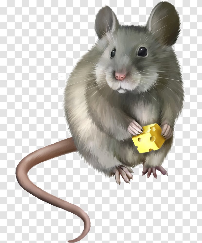 Rat Mouse Rodent Clip Art - Mammal - Vector Cartoon Transparent PNG