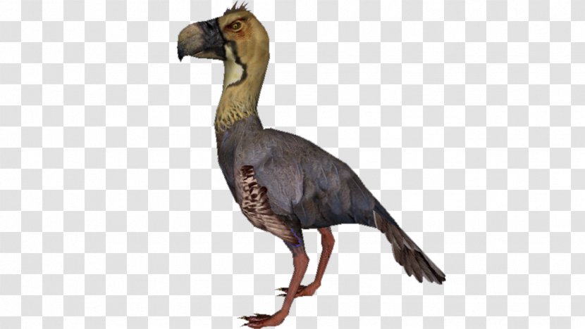 Bird Beak Phorusrhacidae Purussaurus Paraphysornis Transparent PNG