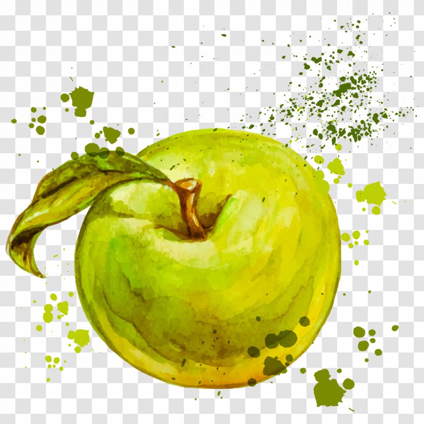 Watercolor Painting Royalty-free Illustration - Kiwifruit - Vector Drawing Apple Transparent PNG