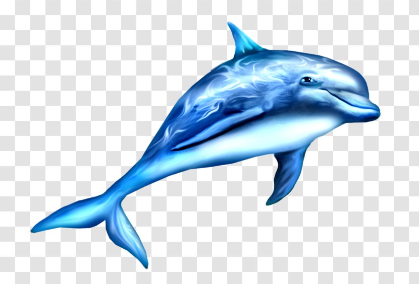 Toothed Whale Moskvarium Dolphin Child Drawing - Striped - Hand-painted Blue Transparent PNG