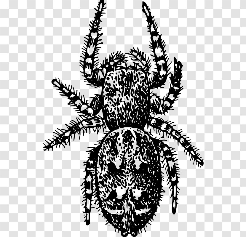 Angulate Orbweavers Arachnid Clip Art - Monochrome - Insect Transparent PNG