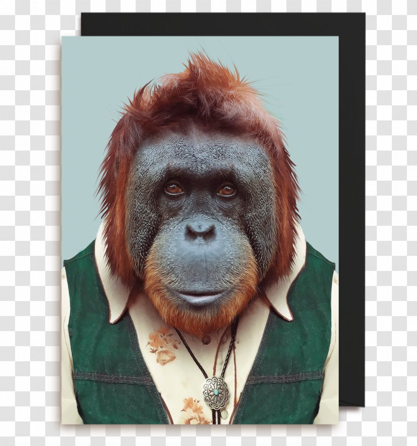 Zoo Portraits Bornean Orangutan Photography Animal - Mammal Transparent PNG