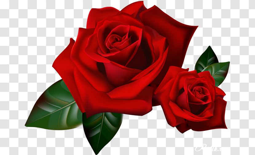 Rose Animation YouTube - Adobe Fireworks - Red Border Transparent PNG