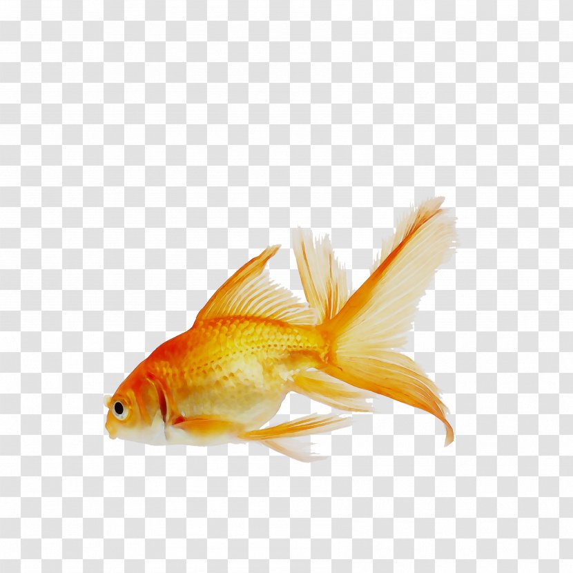 Goldfish Butterfly Koi Aquarium - Freshwater Angelfish - Tail Transparent PNG