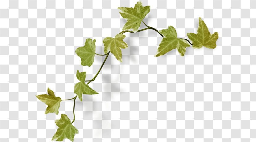 Green Alpha Kappa Vine Flower Japanese Morning Glory - Plant Stem - Floating Leaves Transparent PNG
