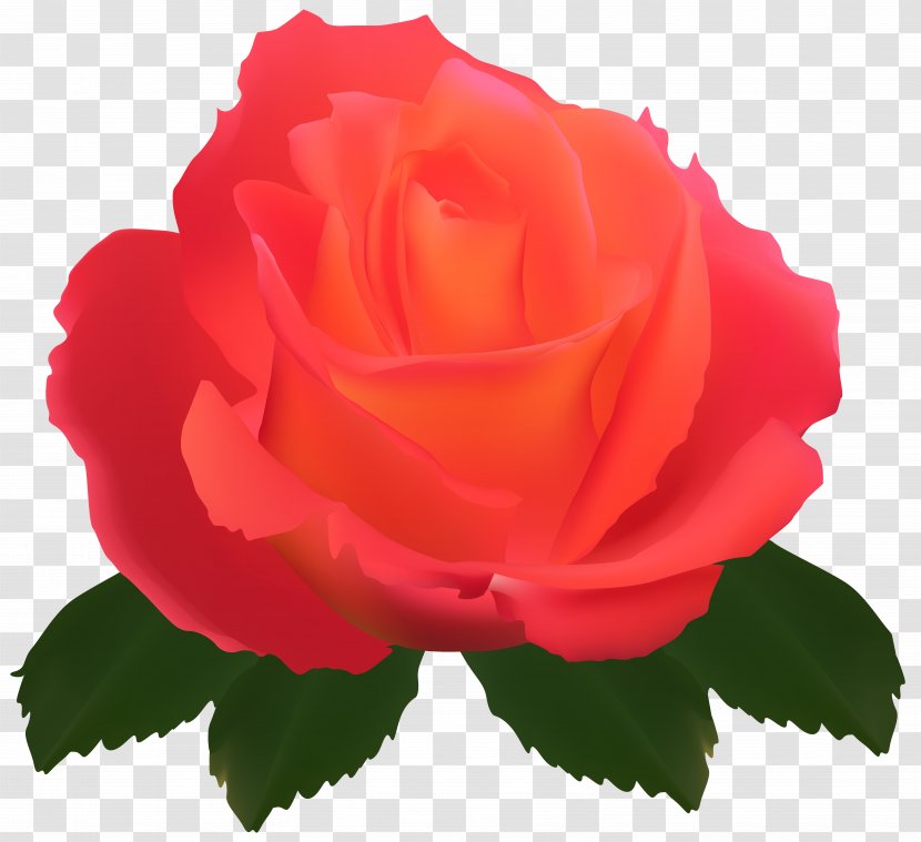 Garden Roses Centifolia Flower Rose - Rosa - Transparent Clip Art Image Transparent PNG