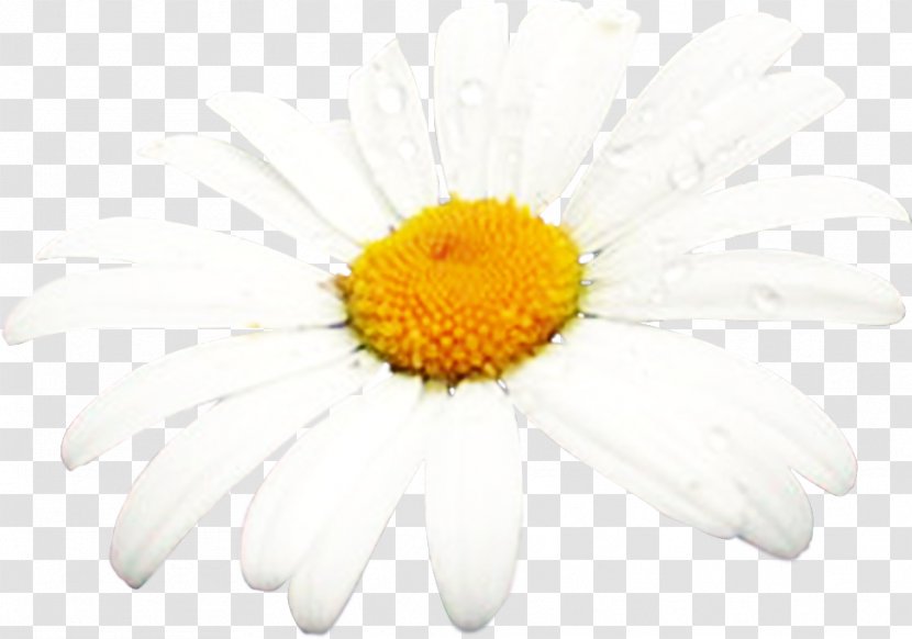 Sunscreen Oxeye Daisy Chrysanthemum Sunburn Melasma Transparent PNG