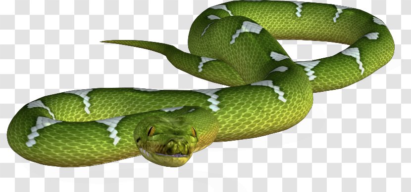 Snake Download U9577u86c7 - Reptile - Green Transparent PNG