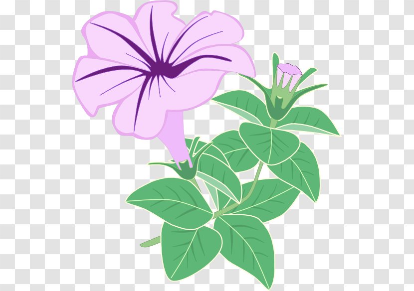 Flowering Plant Graphics Floral Design Purple - Petal - Petunias Vector Transparent PNG