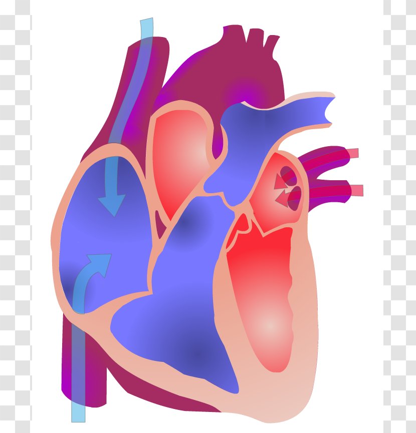 Electrical Conduction System Of The Heart Animation Anatomy Cardiac Cycle - Silhouette - Nursing Photos Transparent PNG