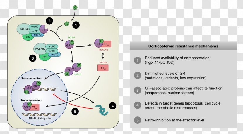Glucocorticoid Receptor Corticosteroid Mechanism Of Action - Mecanism Transparent PNG