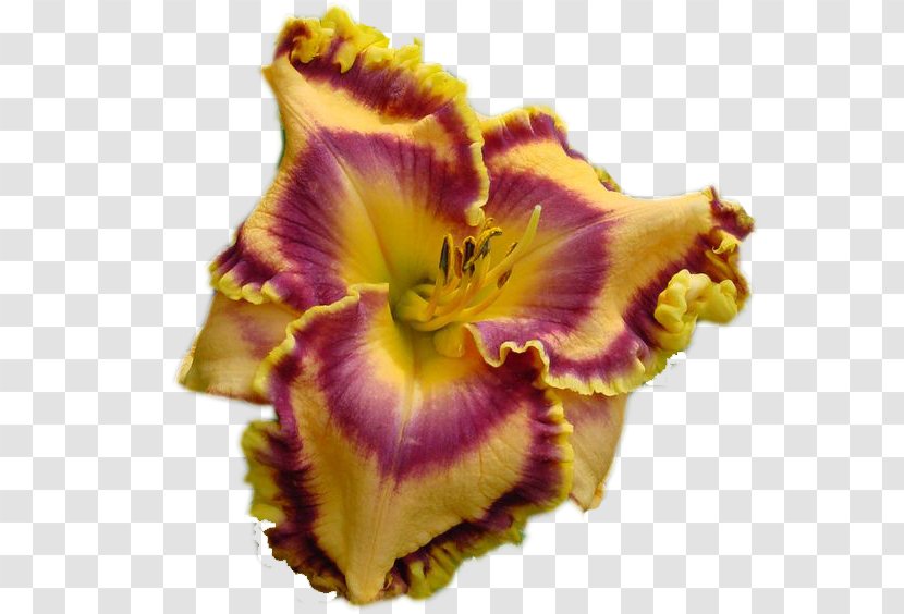 Petal Clip Art Irises Flower - Daylily - Daylilies Transparent PNG