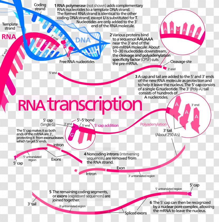 Transcription Protein Biosynthesis DNA RNA Translation - Process - Step Diagram Transparent PNG