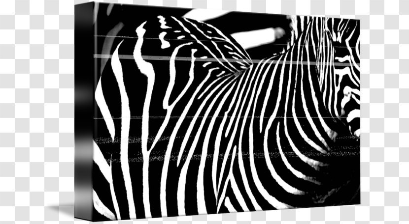 Zebra Brand Photography - Animal Stripes Transparent PNG