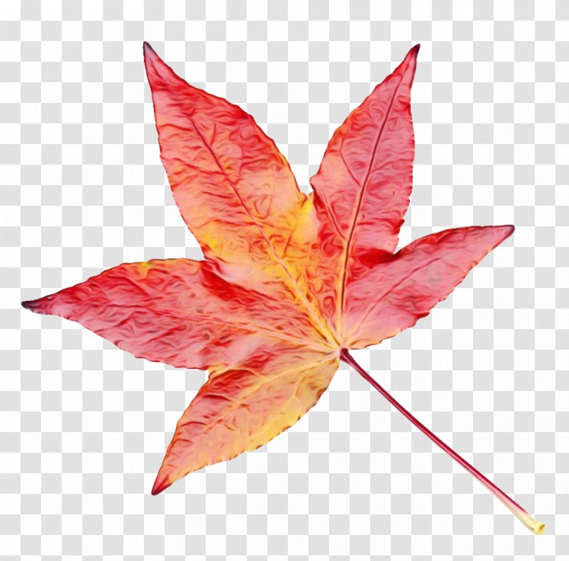 Red Maple Leaf - Wet Ink - Plane Petal Transparent PNG