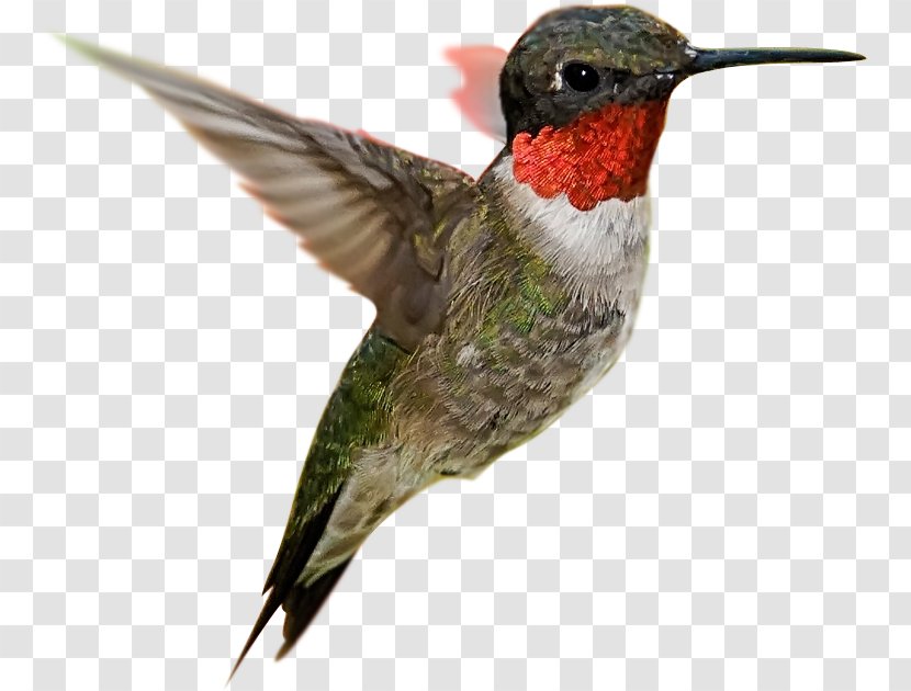 Hummingbird Desktop Wallpaper Flight Feather - Bird - Leo Sky Transparent PNG