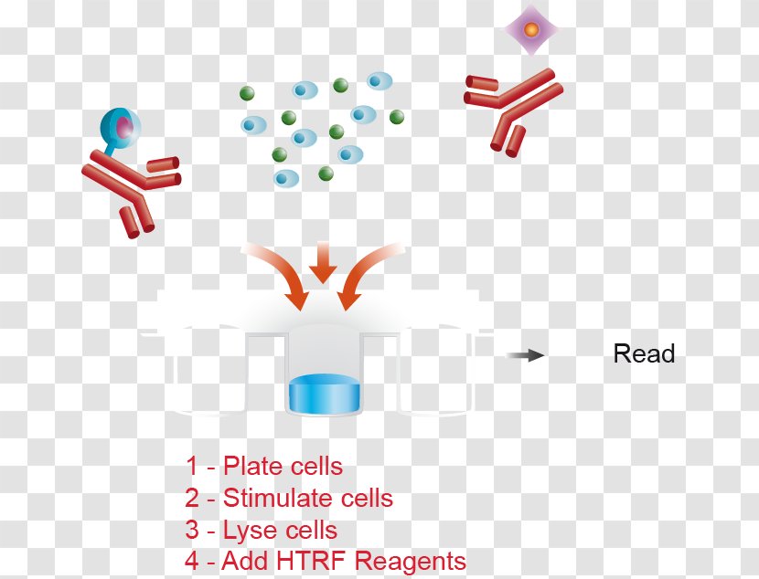 Cell Culture Assay ERBB3 Clip Art - Ion Plating Transparent PNG