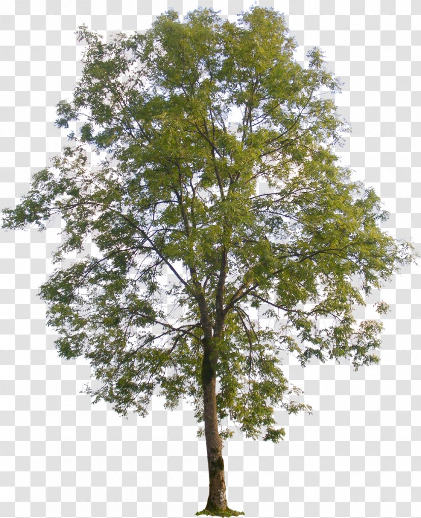 Populus Nigra American Sycamore Tree Sect. Aigeiros - Branch - Plan