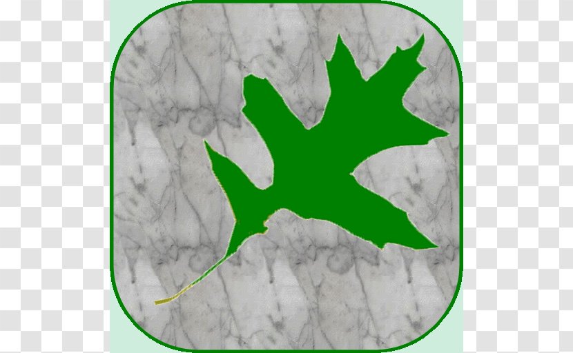 Leaf Green Tree Font Transparent PNG