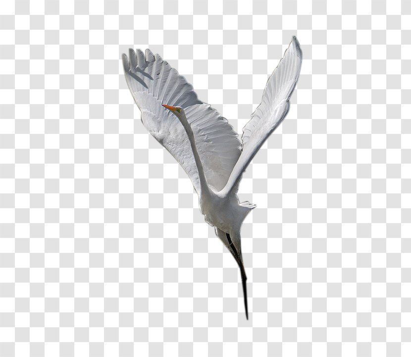 Bird Crane Wing Beak Feather - Like - Goose Transparent PNG