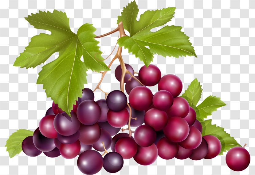 Grape Raceme Euclidean Vector Fruit - Grapevines - A Bunch Of Grapes Transparent PNG