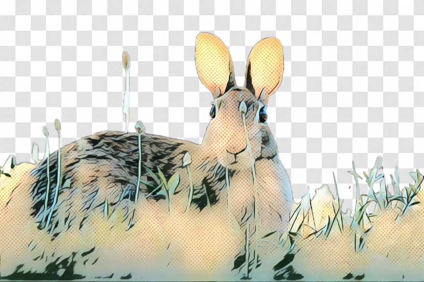 Domestic Rabbit Hare Fauna Snout - Snowshoe - Mountain Cottontail Transparent PNG