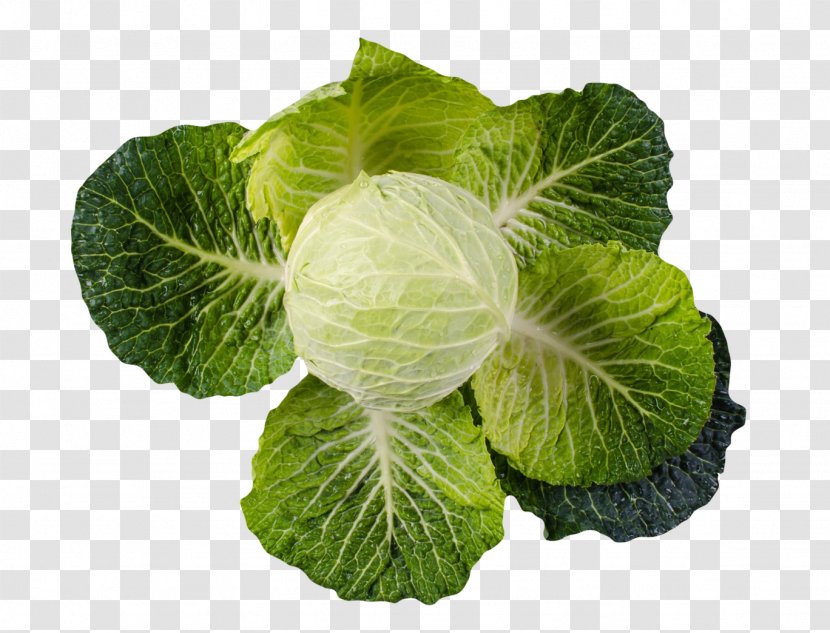 Spring Greens Savoy Cabbage Collard Vegetable Transparent PNG